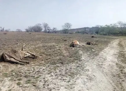 Reportan muerte de ganado en la Huasteca por sequía