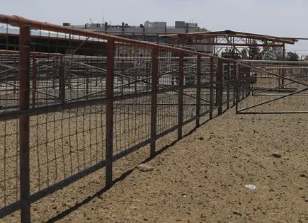Cae exportación de carne de res
