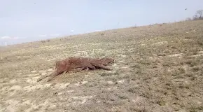 Muerte de ganado por sequía en la Huasteca Norte