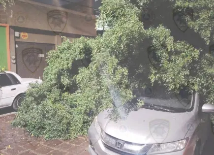 Fotos | Lluvia deja árboles y cables caídos en la capital
