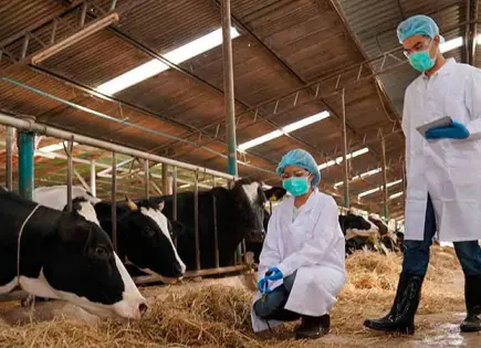 Pérdidas millonarias por gusano barrenador