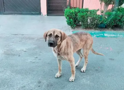 En defensa de sus cachorros, perra muerde a transeúnte