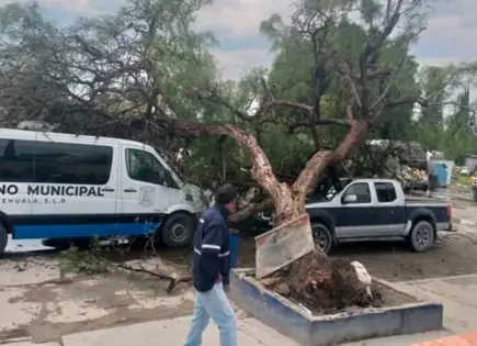 Ventarrón provoca desplome de árbol
