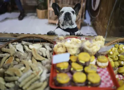 ¿Niños o perros? En Buenos Aires, las mascotas son como hijos