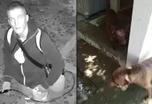 Fiscalía de Oaxaca investiga ataque con ácido a perros