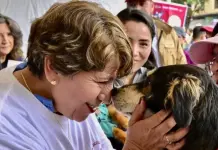 Perros rescatados buscarán hogar en la final Toluca vs América: "La mejor jugada es adoptar" Perros rescatados buscarán hogar en la final Toluca vs América: "La mejor jugada es adoptar"