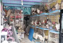 Animales rescatados, en condiciones críticas de salud: regidora