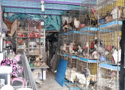 Animales rescatados, en condiciones críticas de salud: regidora