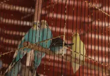 Van contra venta de animales en tianguis de las v&iacute;as