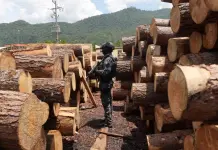 Golpe histórico contra la tala ilegal en Chiapas: aseguran 12 aserraderos clandestinos en Altamirano Golpe histórico contra la tala ilegal en Chiapas: aseguran 12 aserraderos clandestinos en Altamirano