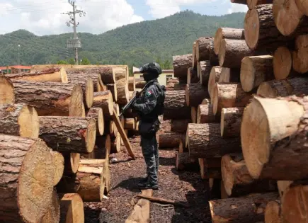 Golpe histórico contra la tala ilegal en Chiapas: aseguran 12 aserraderos clandestinos en Altamirano
