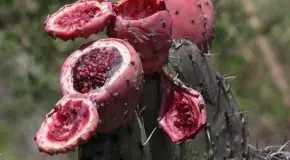 El colonche, una bebida popular mexicana