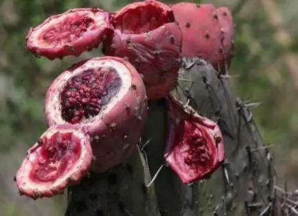 El colonche, una bebida popular mexicana