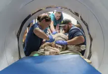 Tortuga Boba de 137 Kilos recibe esc&aacute;ner gigante en Florida