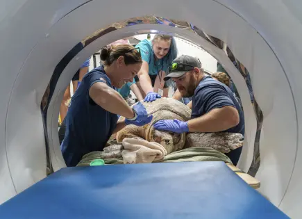 Tortuga Boba de 137 Kilos recibe escáner gigante en Florida
