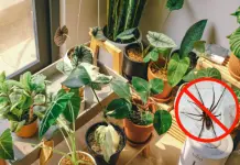 Aumenta la presencia de araña violinista durante ola de calor: plantas aromáticas ayudan a repelerla