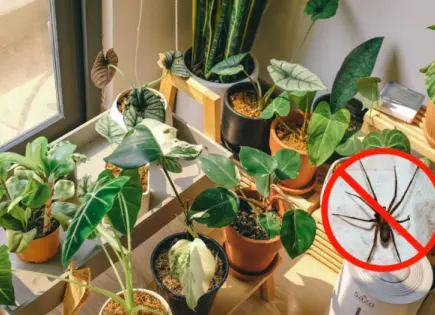 Aumenta la presencia de araña violinista durante ola de calor: plantas aromáticas ayudan a repelerla