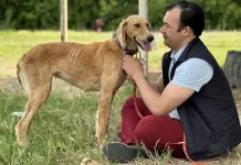 Kazajistán recupera a los tazis, los milenarios galgos adiestrados para cazar lobos