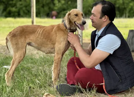 Kazajistán recupera a los tazis, los milenarios galgos adiestrados para cazar lobos
