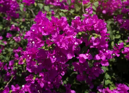 Bugambilia: Remedio natural para malestares respiratorios
