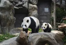 Los pandas bebés de Hong Kong por fin tienen nombres: Jia Jia y De De Los pandas bebés de Hong Kong por fin tienen nombres: Jia Jia y De De