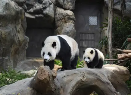 Los pandas bebés de Hong Kong por fin tienen nombres: Jia Jia y De De