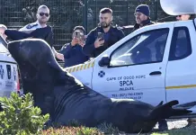 Un elefante marino aparece deambulando por una calle de Sudáfrica Un elefante marino aparece deambulando por una calle de Sudáfrica