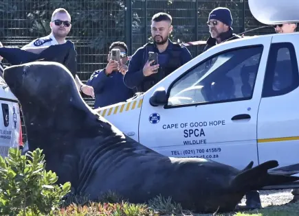 Un elefante marino aparece deambulando por una calle de Sudáfrica