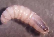 Confirmados 6 casos de gusano barrenador en humanos