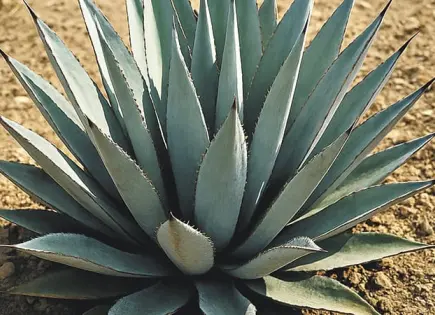 Charla Historia del mezcal de San Luis Potosí