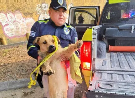 Fotos | Rescatan a un can lastimado en puente de Muñoz