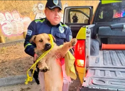 Rescatan en Muñoz a un can seriamente lastimado Rescatan en Muñoz a un can seriamente lastimado