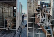 Traslado de animales a nueva reserva en Mazatlán
