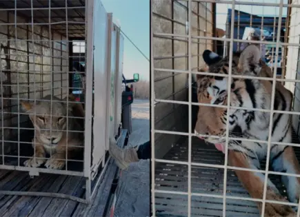 Traslado de animales a nueva reserva en Mazatlán