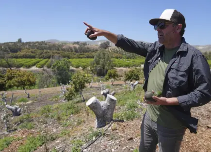 Importaciones mexicanas impulsan ventas de aguacate en California Importaciones mexicanas impulsan ventas de aguacate en California