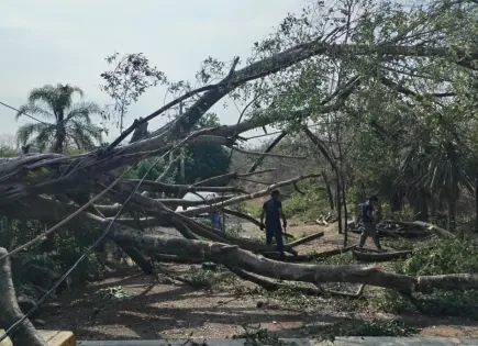 Fotos | 15 árboles caídos, saldo de primera tormenta en Valles