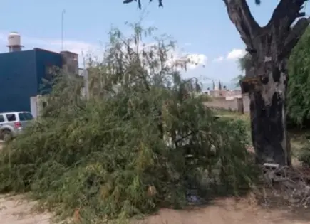 Se desploma árbol en colonia Infonavit