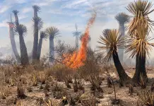 Incendios han afectado cinco &aacute;reas naturales protegidas