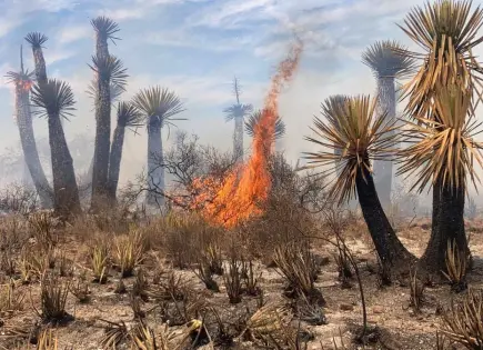 Incendios han afectado cinco áreas naturales protegidas