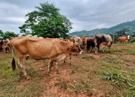 Agricultura de EU verifica resultados en combate contra gusano barrenador del ganado