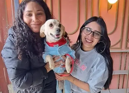 Lilo, Stitch y colitas invitadas: función pet friendly