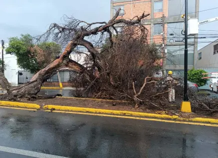 Árbol cae y bloquea calle Mariano Jiménez; autoridades no aparecen