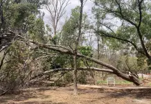Obras de Seduvop causaron caída de árbol de 25 metros en Morales