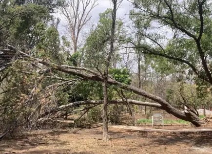 Obras de Seduvop causaron caída de árbol de 25 metros en Morales