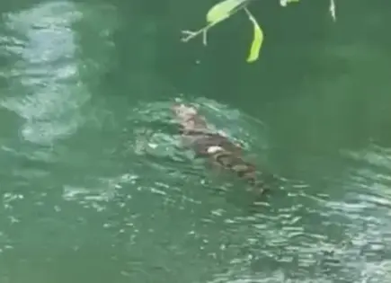 Video | Avistan cocodrilo en centro tur&iacute;stico de Ciudad Valles