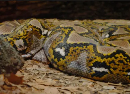 Anaconda amarilla de tres metros aparece en arroyo de Schleswig-Holstein