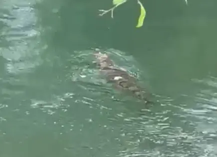 Avistan cocodrilo en el paraje de Muxilan Avistan cocodrilo en el paraje de Muxilan