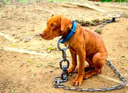 Investigación en curso por maltrato animal en Chihuahua