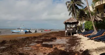 Invasión de Sargazo en 50% de Playas Turísticas de Quintana Roo