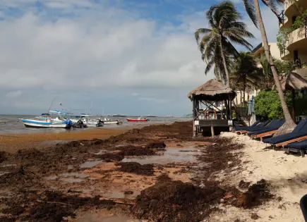 Invasión de Sargazo en 50% de Playas Turísticas de Quintana Roo